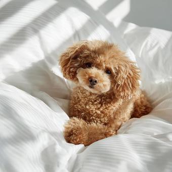 癒やしのプードルの表情 癒やしのプードルの表情の写真