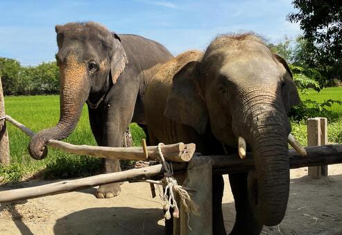 ゾウの親子２ 象,親子,動物の写真素材