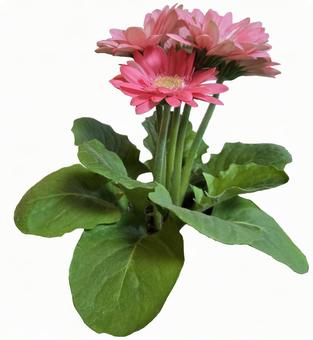 Pink Gerbera, JPG Pink Gerbera, JPG