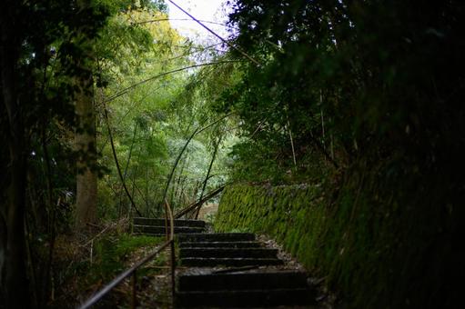 苔むす階段 苔むす階段,苔,階段の写真素材