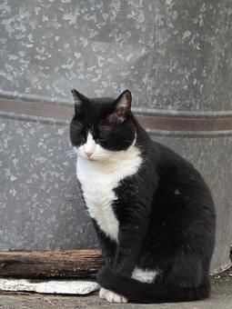ドラム缶の前の猫 ドラム缶の前の猫の写真