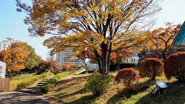 秋の新左近川公園の紅葉・江戸川区葛西地区 秋の新左近川公園の紅葉・江戸川区葛西地区の写真