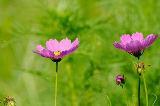 コスモス⑽ コスモス⑽ 花,コスモス,アキザクラの写真素材