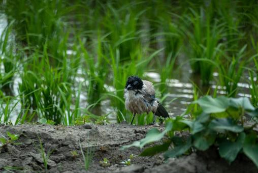 緑豊かな水辺に佇む鳥 鳥,野鳥,カラスの写真素材