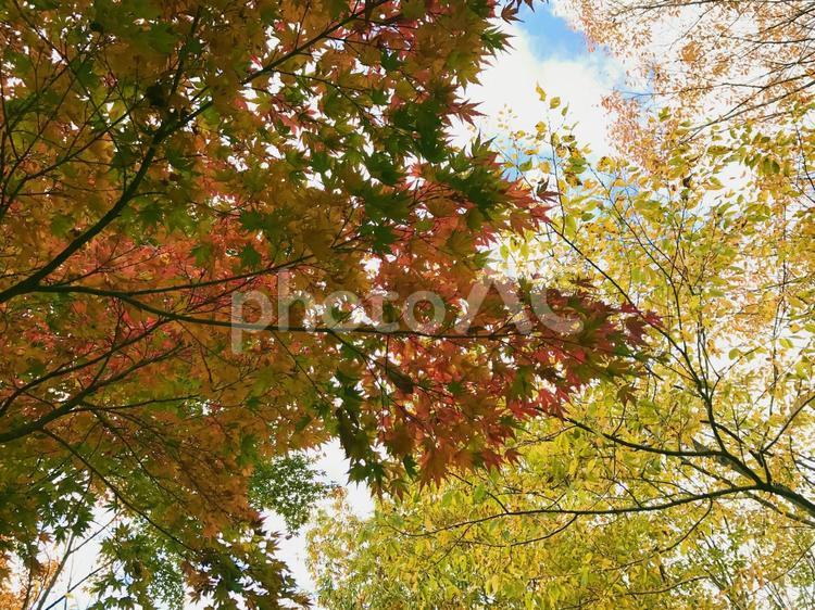 紅葉と木漏れ日 紅葉,秋晴れ,木の写真素材