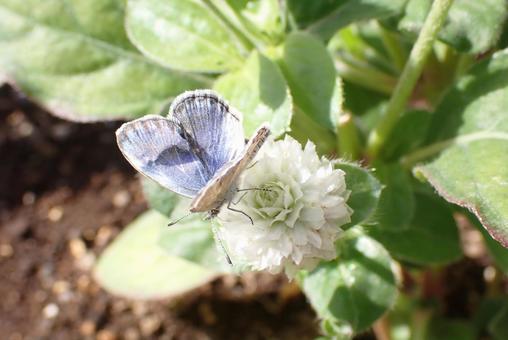 花と虫 花と虫 シジミチョウ,花,植物の写真素材