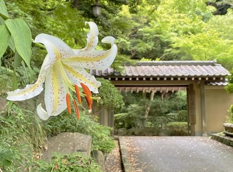 大磯城山公園のヤマユリ 大磯城山公園のヤマユリの写真