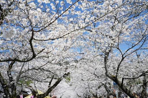 福岡 秋月 街道を覆う桜の花2 福岡 秋月 街道を覆う桜の花2 桜,さくら,ソメイヨシノの写真素材