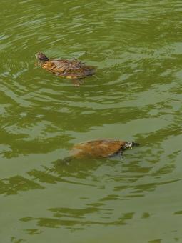高田城のカメ3 高田城のカメ3 雨,自然,模様の写真素材