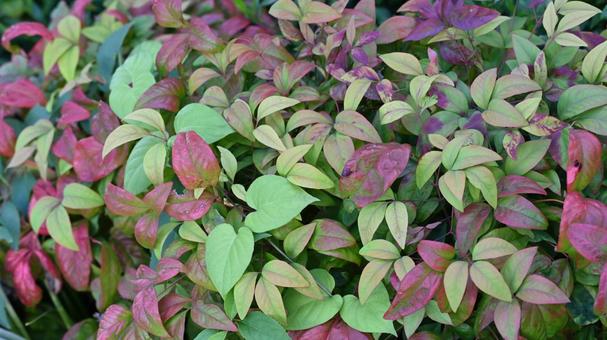 オタフクナンテンの写真