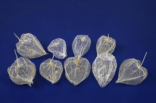 網ホオズキ 植物,鬼灯,ほおずきの写真素材