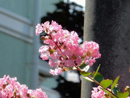 [Flower Photo] Pink Crape Myrtle, JPG