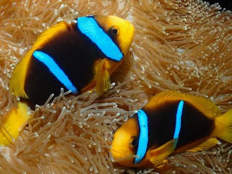 グアムのオレンジフィンアネモネフィッシュ グアムのオレンジフィンアネモネフィッシュ オレンジフィンアネモネフィッシ,クマノミ,魚の写真素材