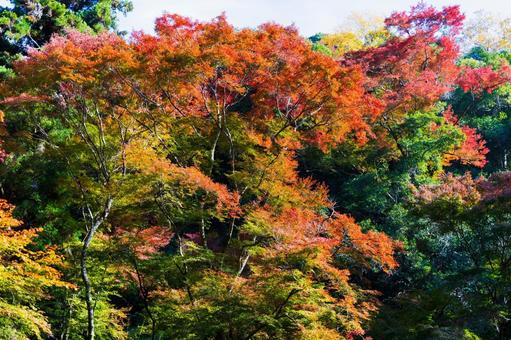 紅葉風景 紅葉風景,紅葉,箕面の写真素材