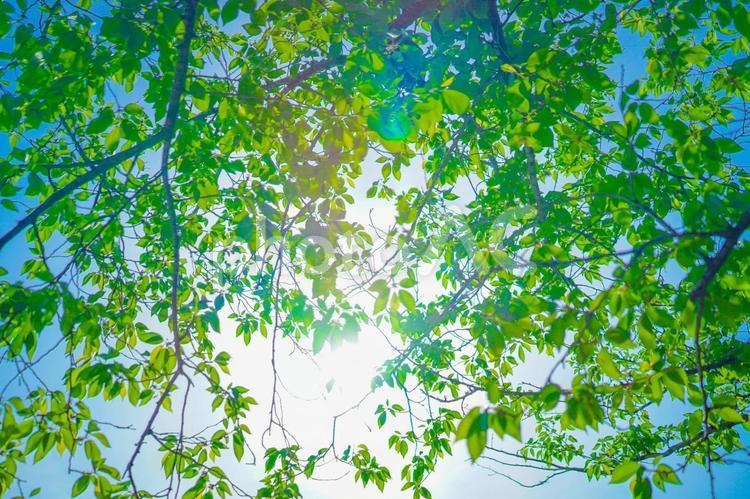 新緑と木漏れ日のイメージ 新緑,青空,木漏れ日の写真素材