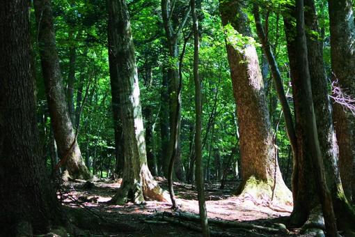 緑の囲まれた木々 緑の囲まれた木々の写真