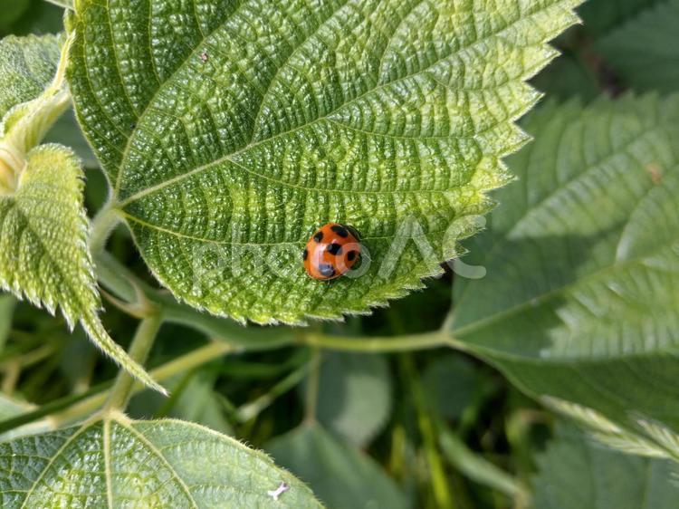 テントウムシ テントウムシ,昆虫,虫の写真素材