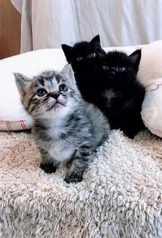 仲良し 仲良し 生き物,鼻,保護の写真素材