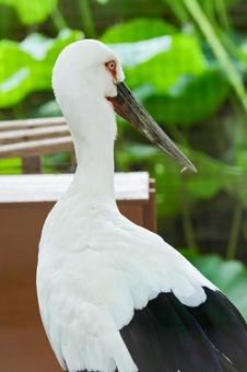 コウノトリ コウノトリ コウノトリ,こうのとり,上野動物園の写真素材