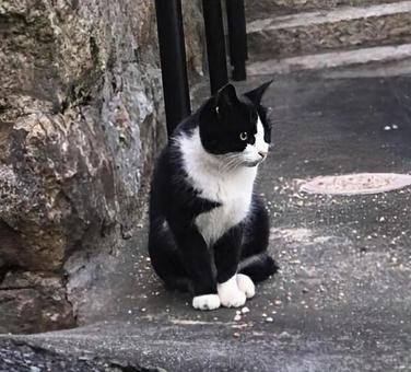 バイカラーキャットの写真