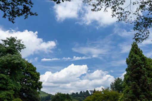 木々の間から広がる夏空 木々の間から広がる夏空の写真