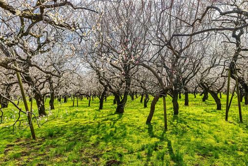 偕楽園公園　満開の梅園 偕楽園,花,梅の写真素材