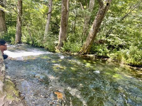 夏の清流と緑の木々が美しさ 上高地,清流,川の写真素材