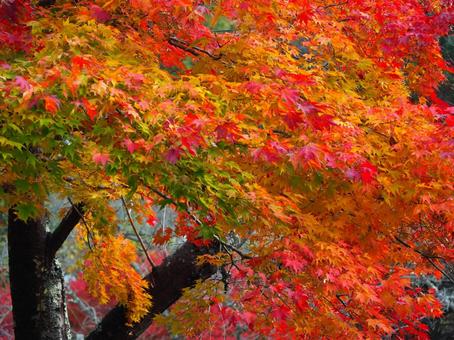 Autumn leaves Autumn Japan Nature Landscape, JPG Autumn leaves Autumn Japan Nature Landscape, JPG