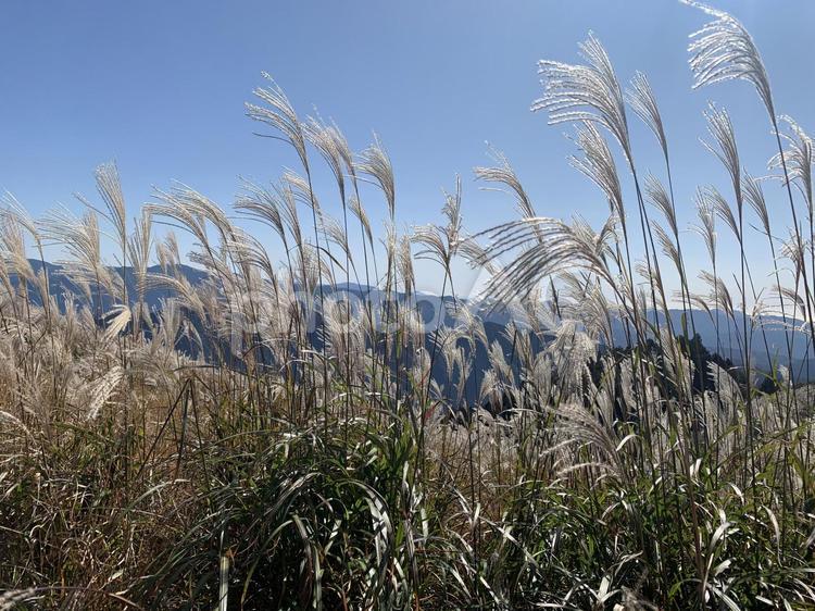 生石高原のススキ ススキ,すすき,風景の写真素材