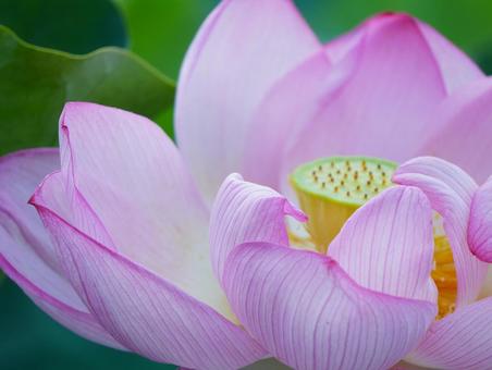 ハスの花【極楽浄土】 ハスの花【極楽浄土】 ハス,蓮,ハスの花の写真素材