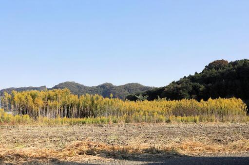 群衆するセイタカアワダチソウ セイタカアワダチソウ,秋の花,畑の写真素材