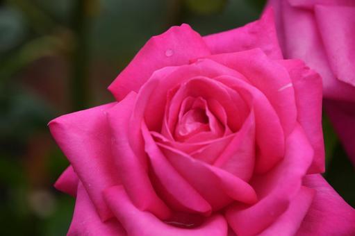 Photo, rose, pink, maria callas, 