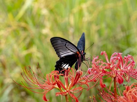 Cluster amaryllis and black swallowtails blooming on the footpath, JPG Cluster amaryllis and black swallowtails blooming on the footpath, JPG