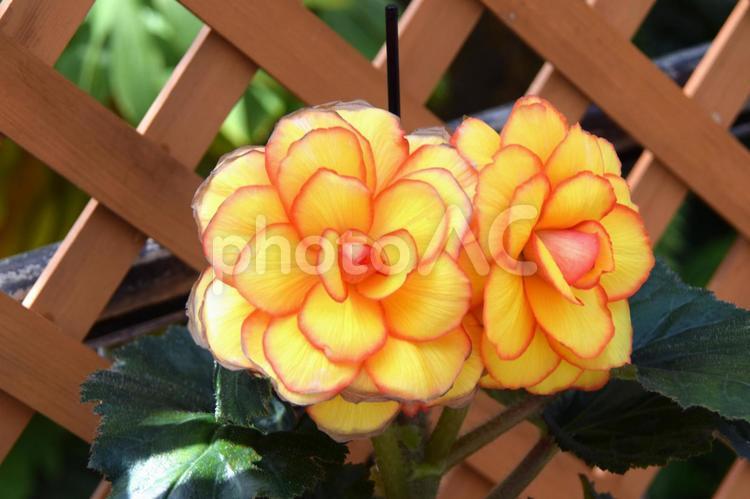 植物　花  球根ベゴニア　イエロー　オレンジ 植物,花,球根ベゴニアの写真素材