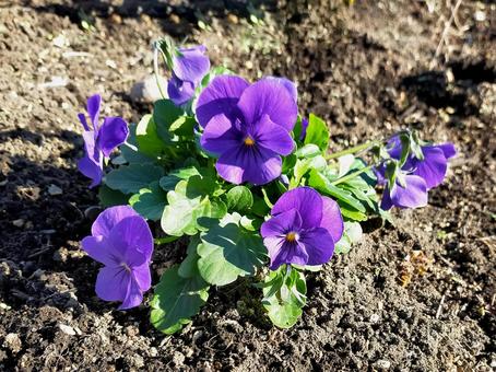 パンジーの花 パンジー,花,花壇の写真素材