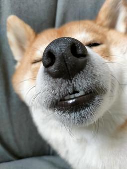 歯を出しながら眠る柴犬 犬,シバ,shibainuの写真素材
