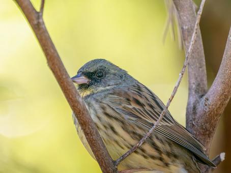 枝にとまるアオジ 枝にとまるアオジの写真