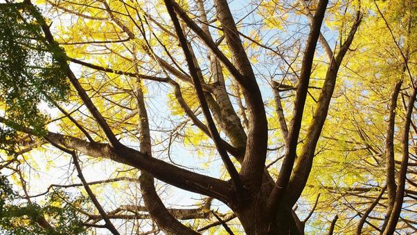 黄葉の天蓋 黄葉の天蓋の写真