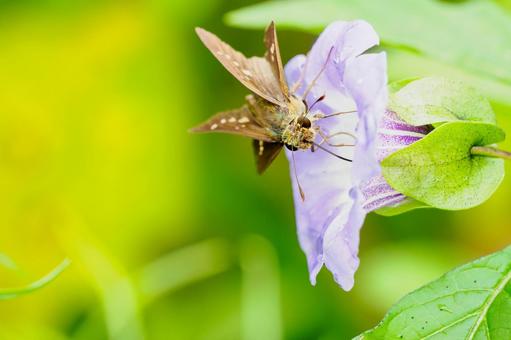 オオセンナリとイチモンジセセリ 植物,オオセンナリ,蝶の写真素材