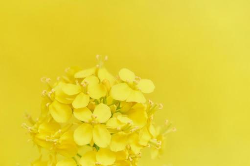 菜の花アブラナからし菜黄色背景シンプル 菜の花アブラナからし菜黄色背景シンプル 菜の花,アブラナ,からし菜の写真素材