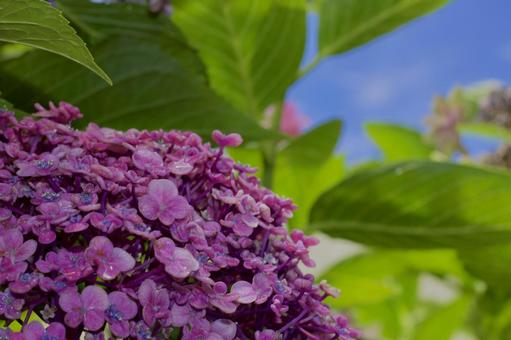 自然の中で輝く紫陽花 自然の中で輝く紫陽花の写真