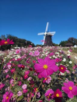 コスモスと青空と風車の写真