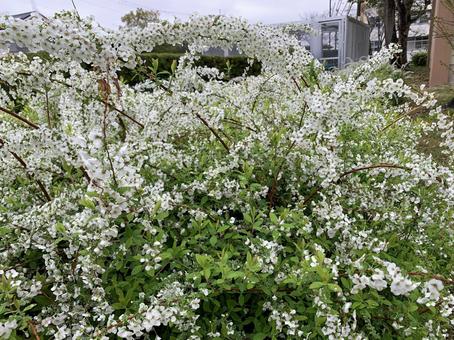 白い 花 自然 白い 花 自然の写真