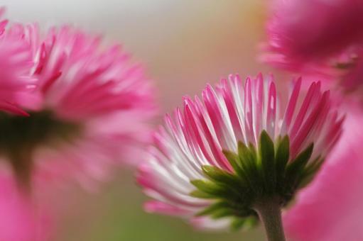 赤い花 赤い花の写真