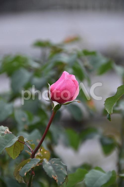 薔薇 薔薇,花,ローズの写真素材