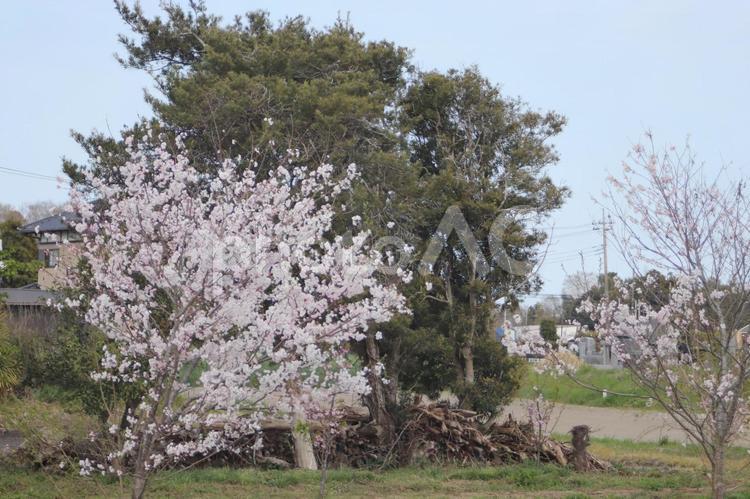 桜の木がある風景 桜,春,木の写真素材