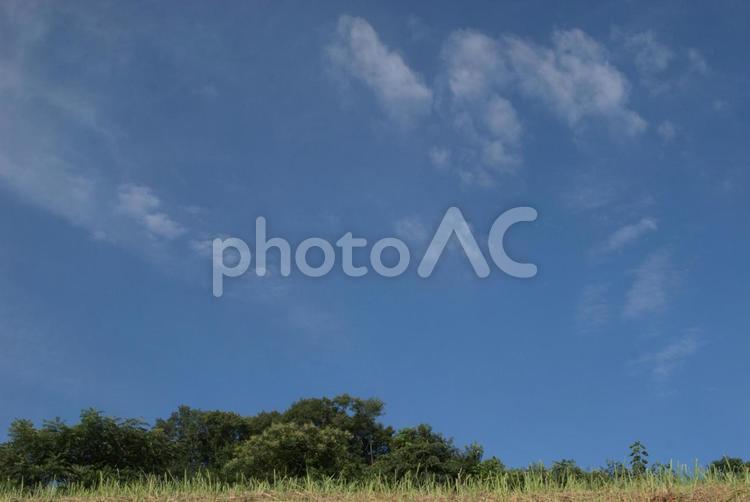 爽やかな青空と緑の木々 空,青,緑の写真素材