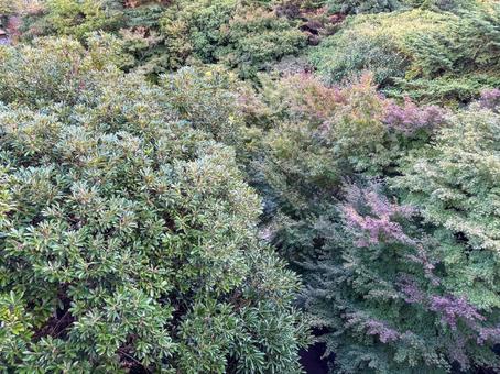 森を見下ろす構図 森,木,木々の写真素材