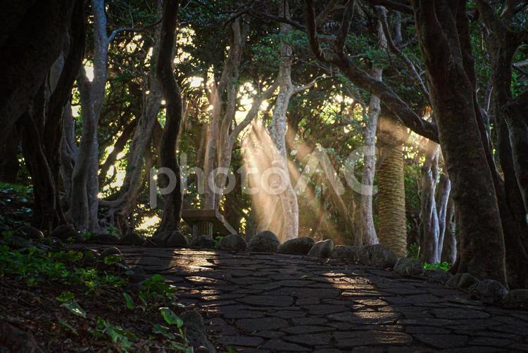 R＜五島の風景＞鐙瀬溶岩海岸の遊歩道 木漏れ日,サンセット,薄明光線の写真素材