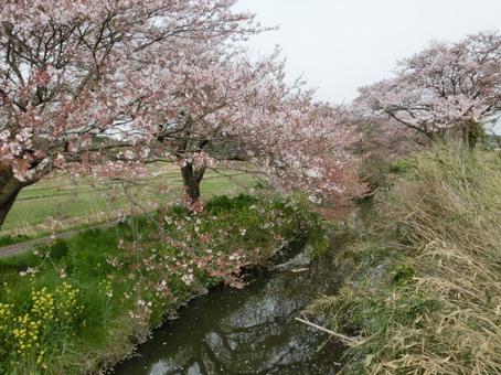 桜の木のある風景-11 桜の木,桜,さくらの写真素材